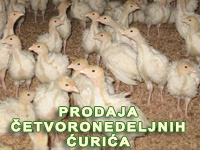 Četvoronedeljni ćurići