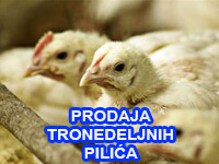 Prodaja tronedeljnih pilića